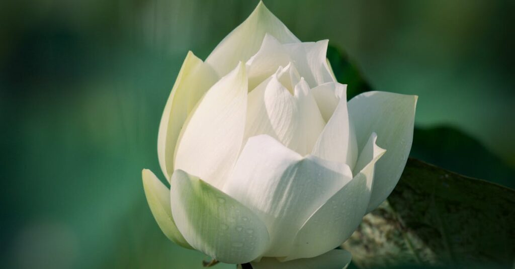 A tranquil white lotus blossom captured in Quy Nhơn, Vietnam, exuding purity and peace.